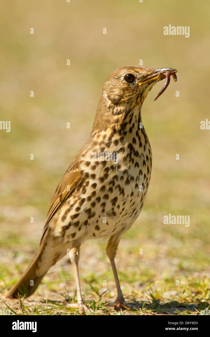 Singdrossel mit Nahrungsmitteln; Turdus Philomelos; Isle of Mull Stockfoto
