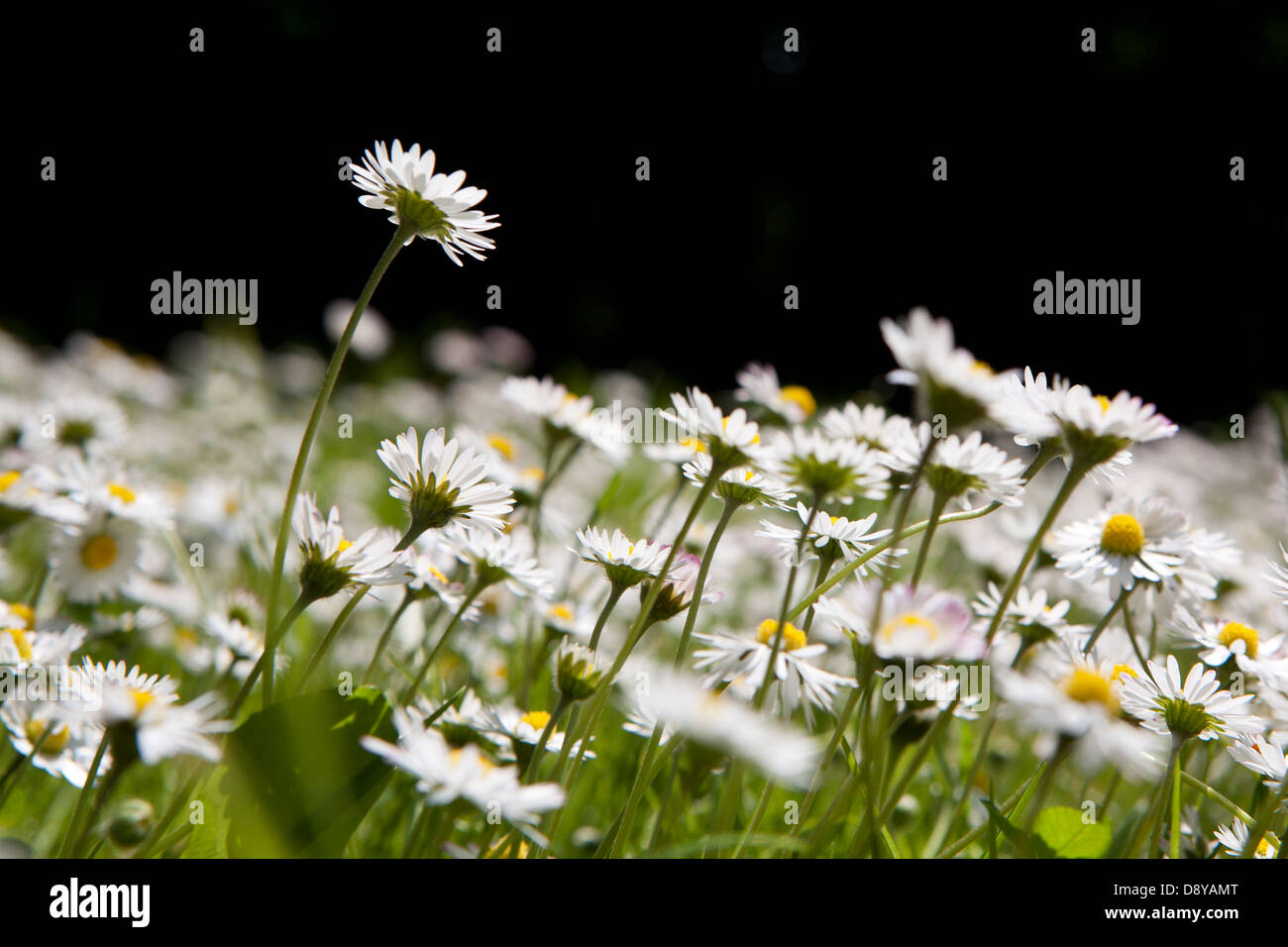 Gänseblümchen (Bellis Perennis) in der Sonne auf einer Wiese. Stockfoto