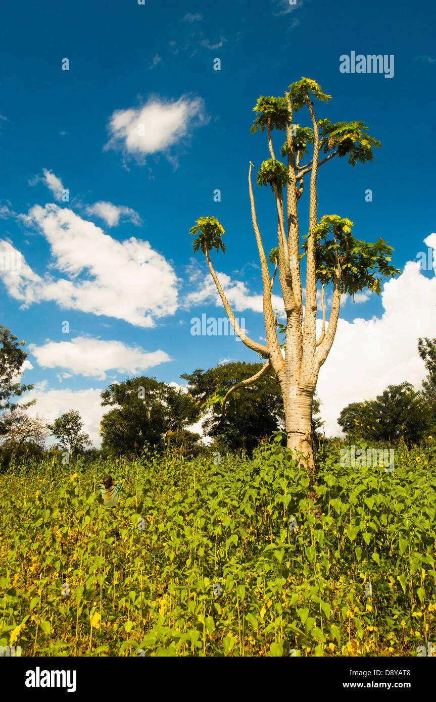 Baum wächst in einem Feld von Sonnenblumen, kleinen junge im Hintergrund. Afrikanische burundischen Ostafrika Kids Uburundi Stockfoto