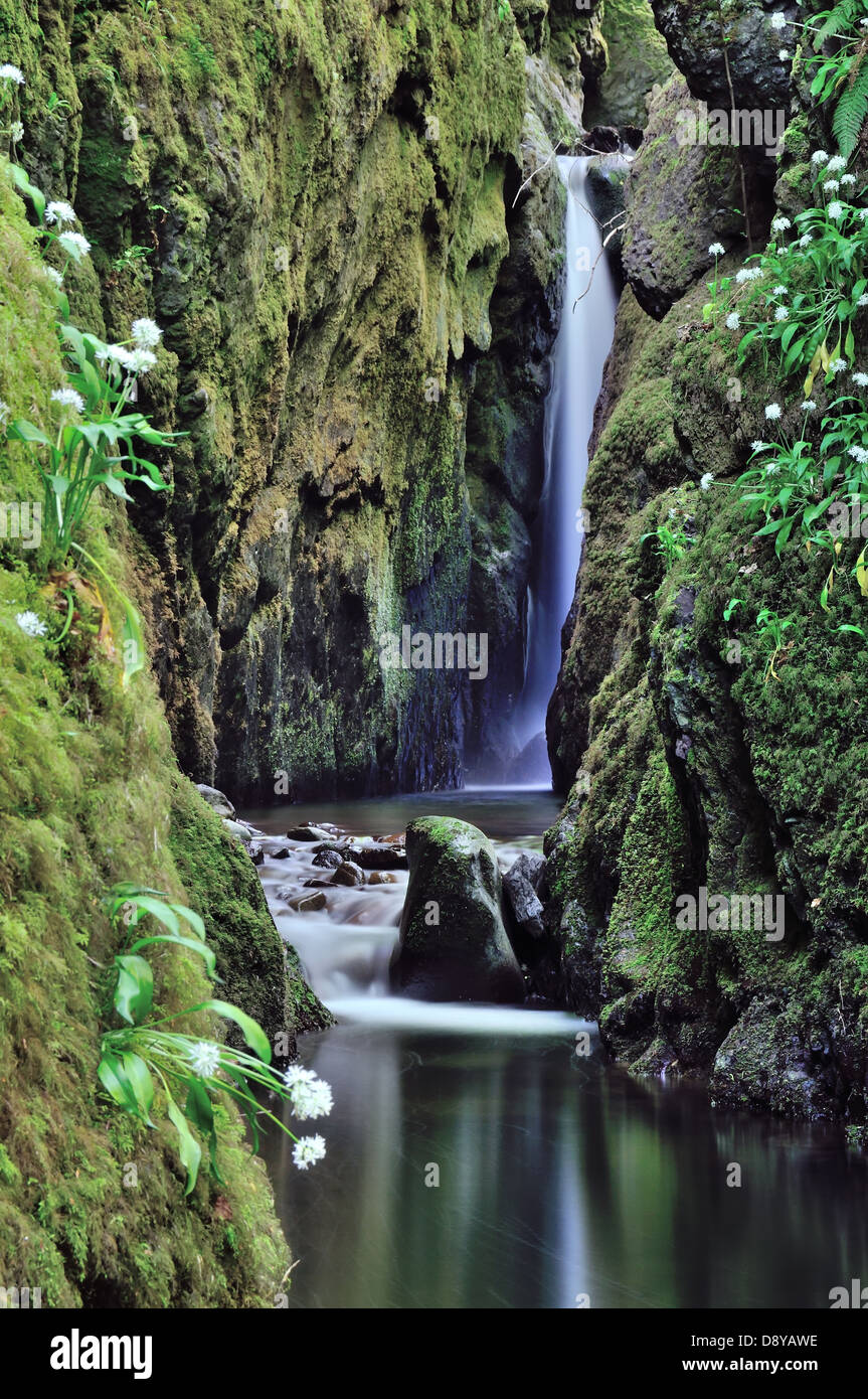 Versteckter Wasserfall und Klamm mit Bärlauch in der Blume in die Ochil Hills, Clackmannanshire, Schottland Stockfoto