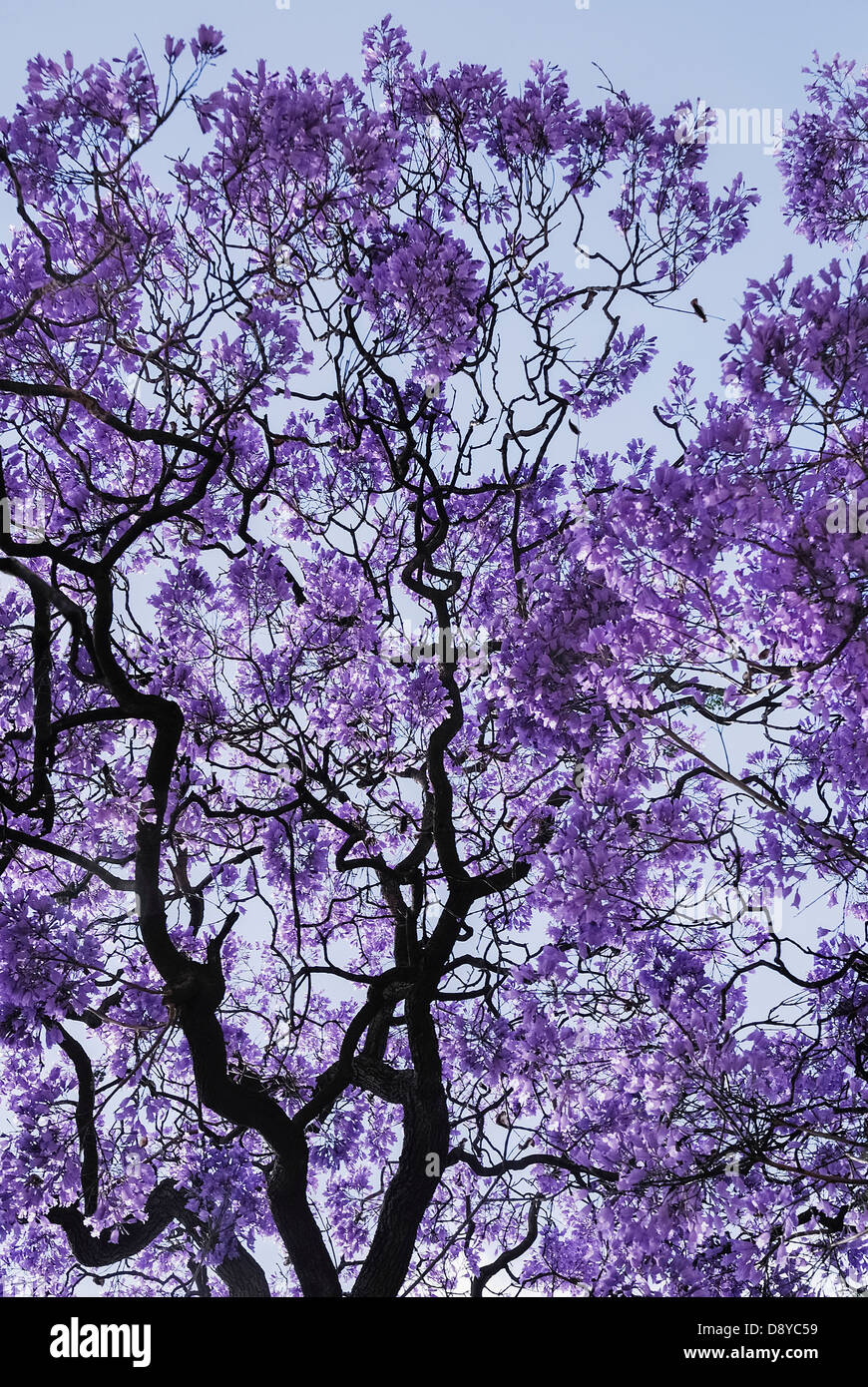 Portugal, Estremadura, Lissabon, Detail der Jacaranda-Baum, Dalbergia Nigra, mit lila Blume Blüte vor blauem Himmel. Stockfoto