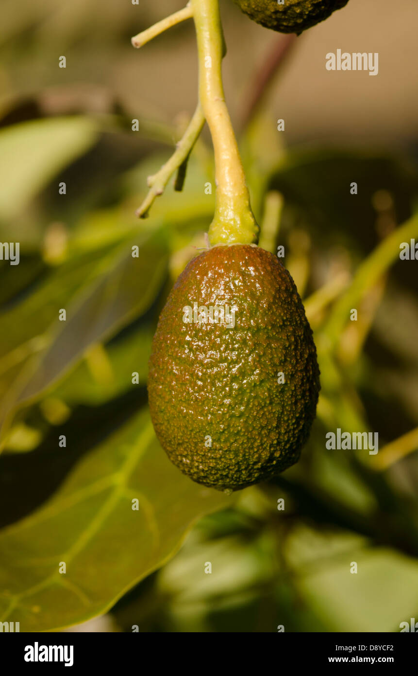 Junge unreife Hass Avocado, Persea Americana "Hass", Frucht am Baum wächst. Andalusien, Spanien. Stockfoto