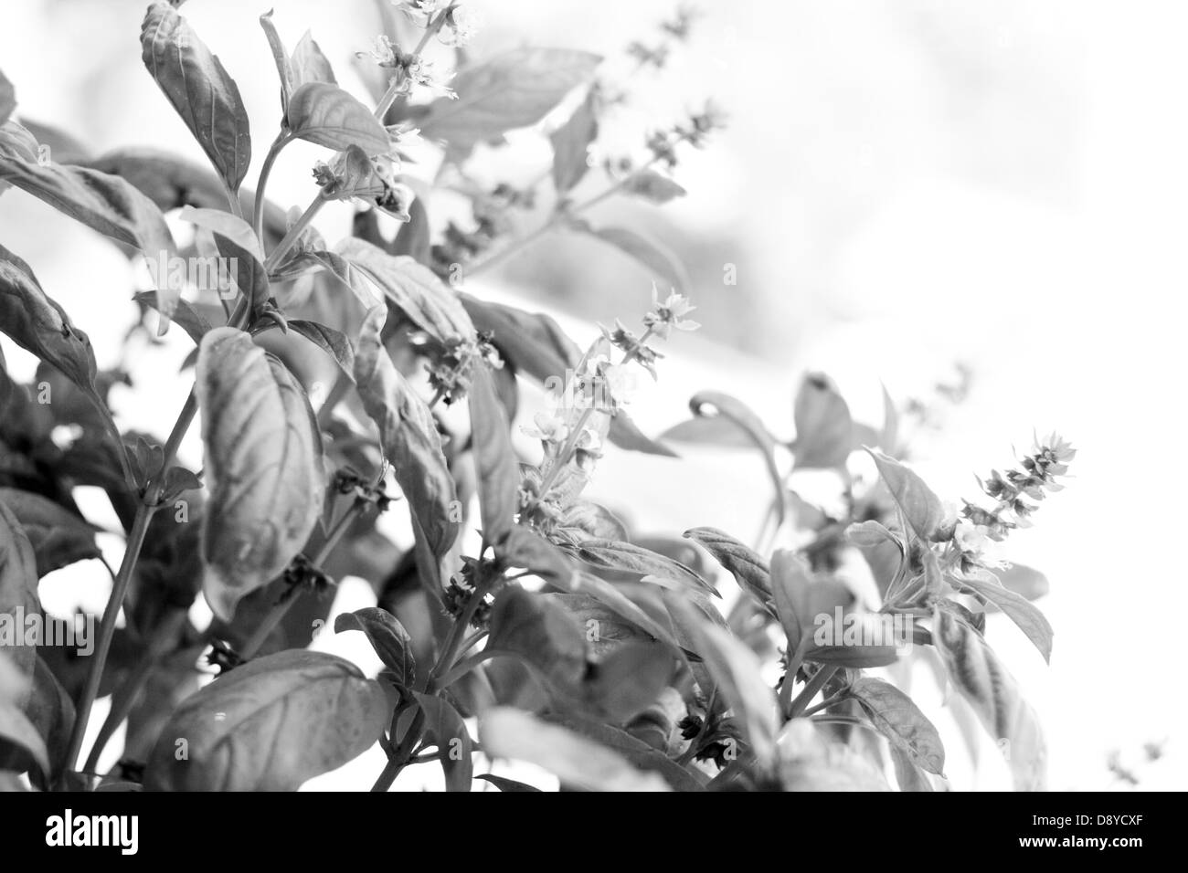 schwarze und weiße b&w Basilikum Pflanze Stockfoto