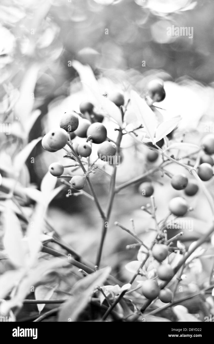 Schöne schwarze und weiße rote Beeren gegen eine glühende bokeh Stockfoto