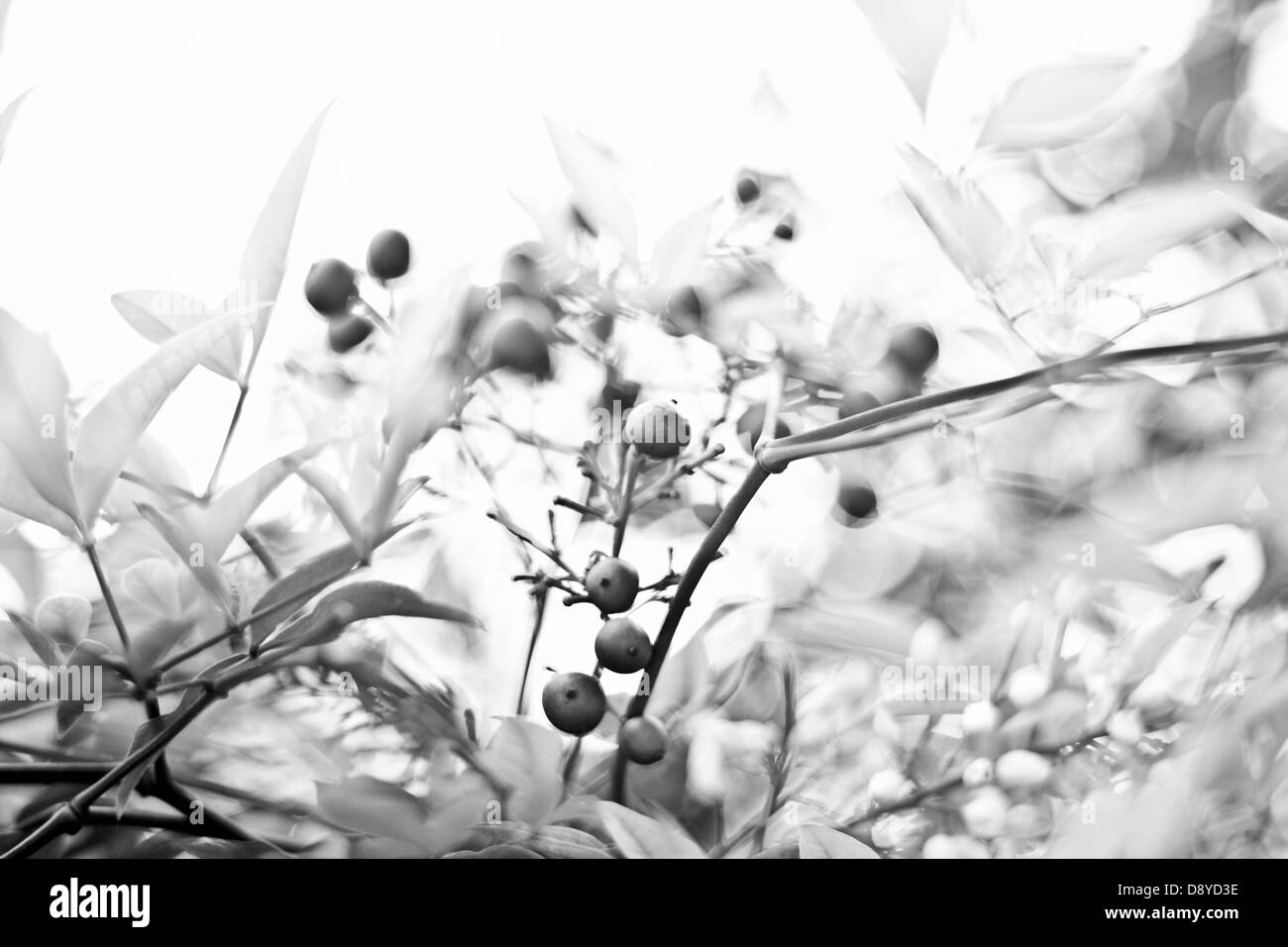 Schöne schwarze und weiße Weihnachten Beeren Leuchten gegen Lichterglanz und bokeh Stockfoto