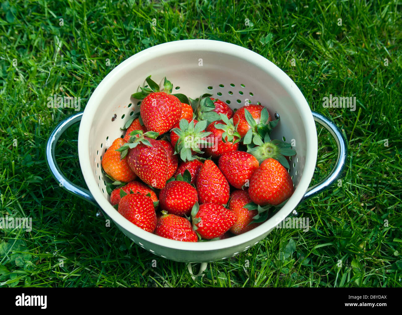 frische Bio-Erdbeeren in Sieb auf dem grünen Rasen Stockfoto