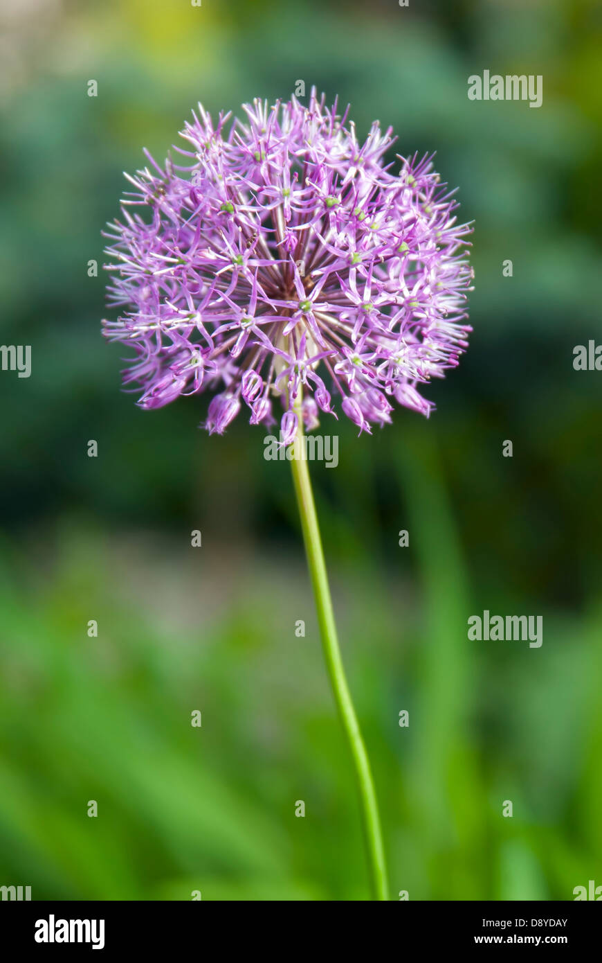 Lila blumendesign Fotos und Bildmaterial in hoher Auflösung Alamy