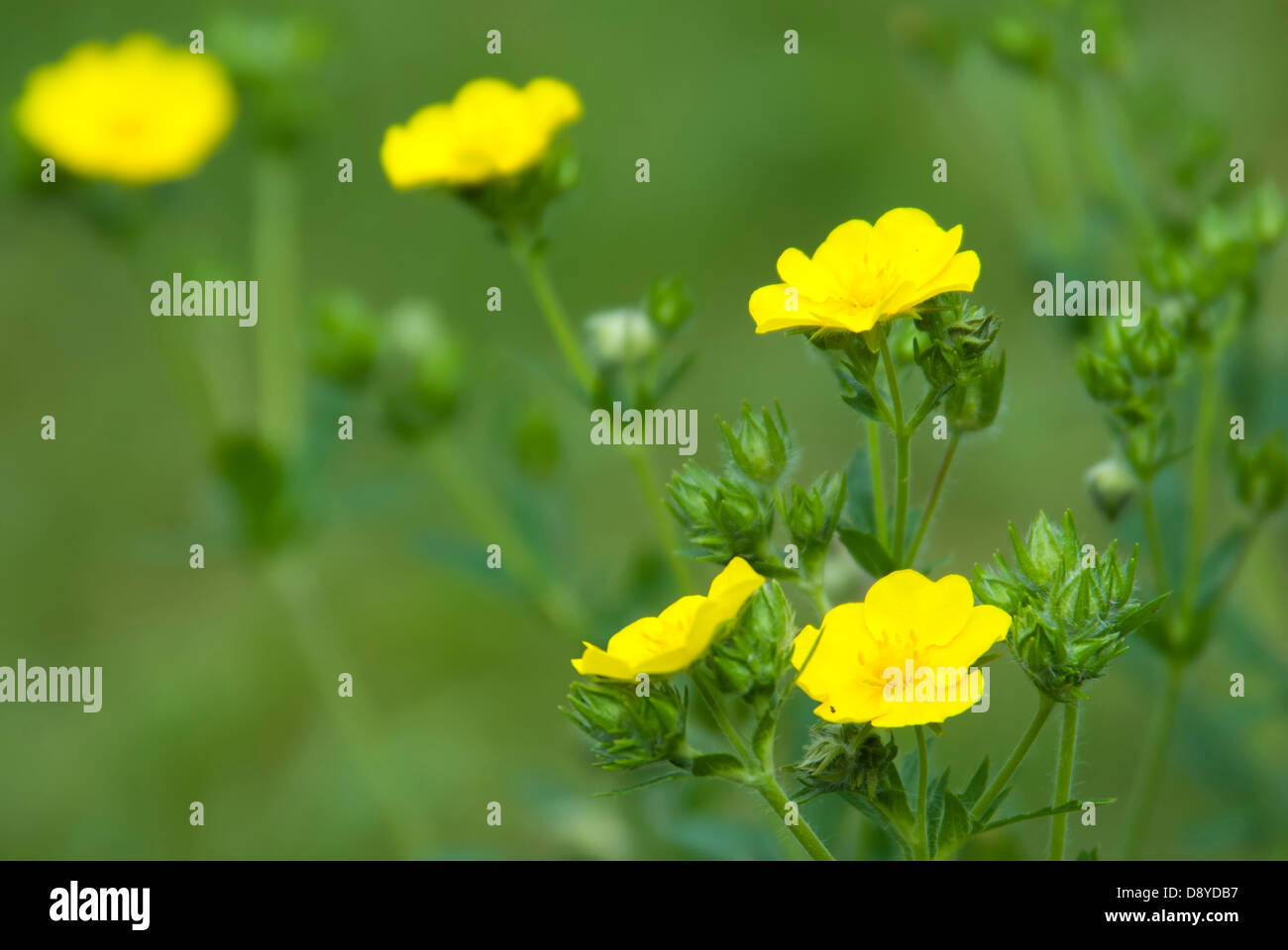 gelbe Blumen blühen auf der grünen Wiese Stockfoto