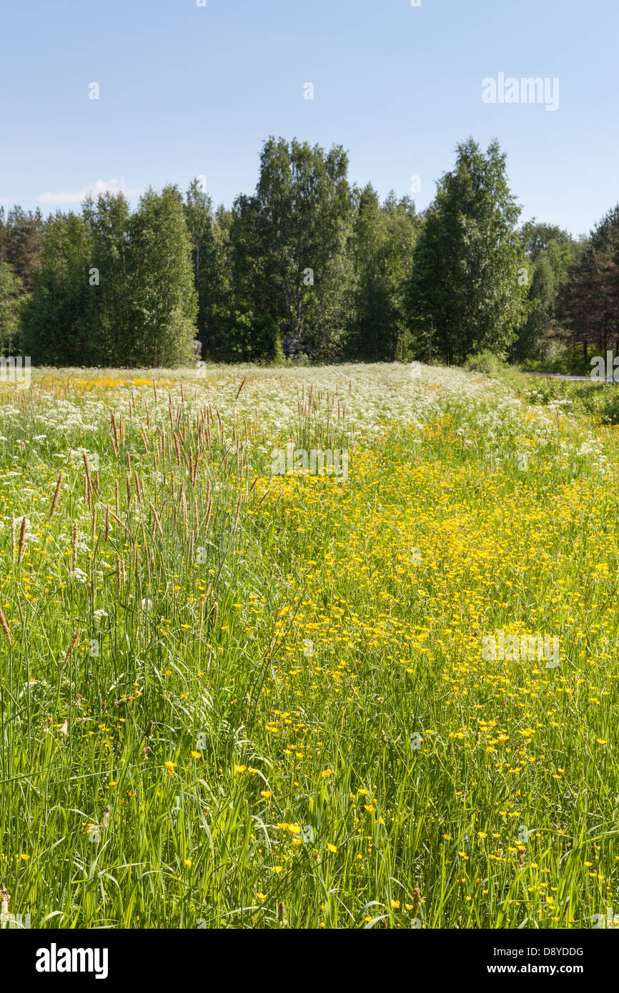 Schönen Sommer in Finnland Stockfoto