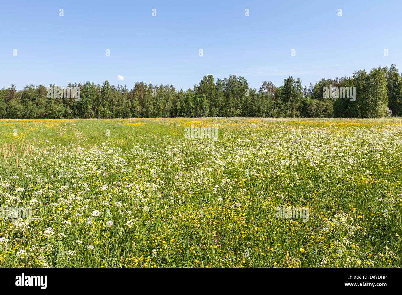 Schönen Sommer in Finnland Stockfoto