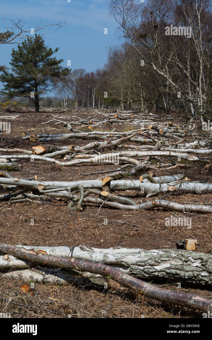 Silber-Birken, Betula Pendel, werden im Rahmen der Waldbewirtschaftung auf Dunwich Heath, Suffolk, UK gelöscht. Stockfoto