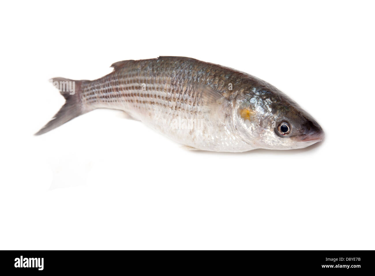 Mullet fish Fotos und Bildmaterial in hoher Auflösung Alamy