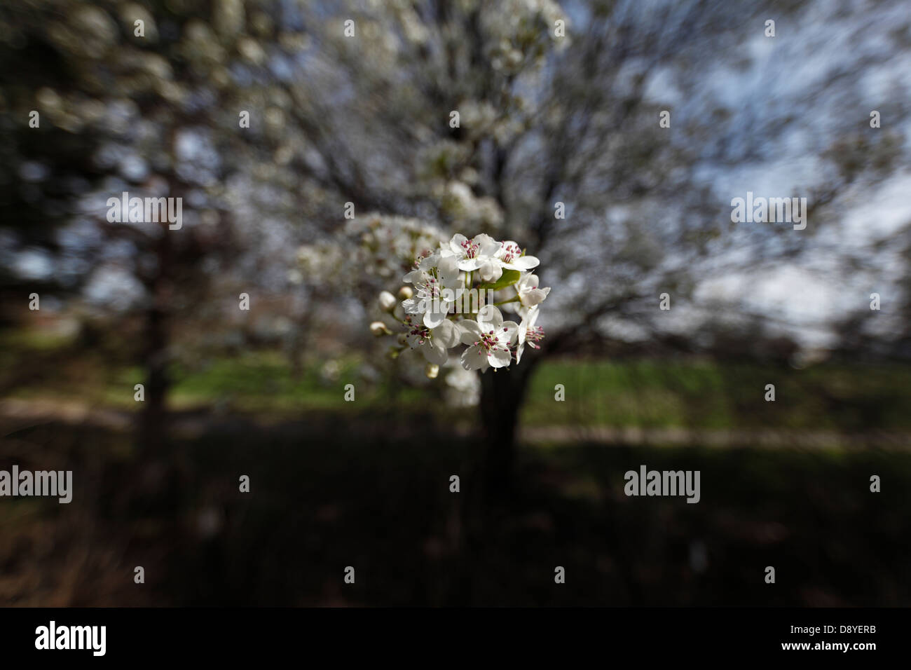 Weiße Bradford Birne Baum Blüte. Stockfoto