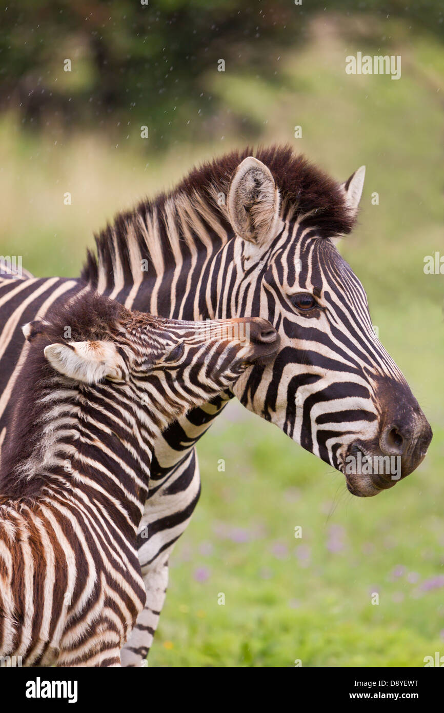 Burchell Zebra. Mutter und Fohlen. Stockfoto