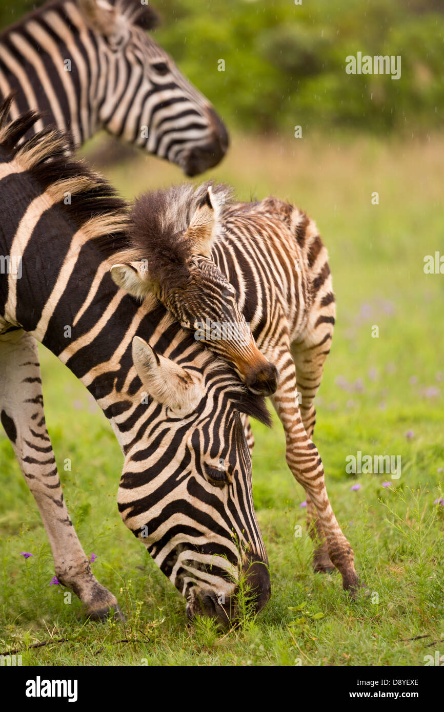 Burchell Zebra. Mutter und Fohlen. Stockfoto