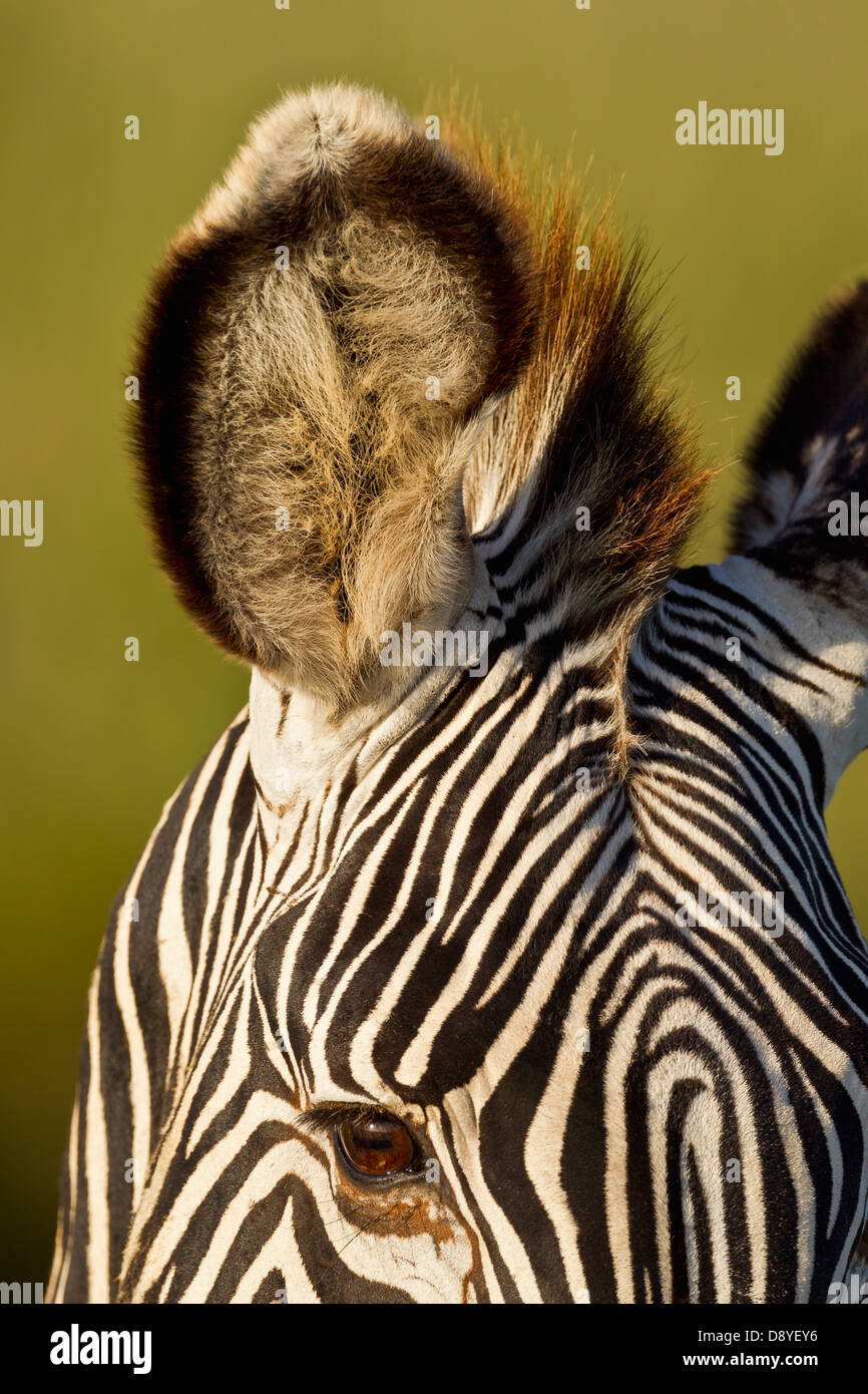 Nahaufnahme der Grevy Zebra Ohr. Vom Aussterben bedrohte Arten. Stockfoto