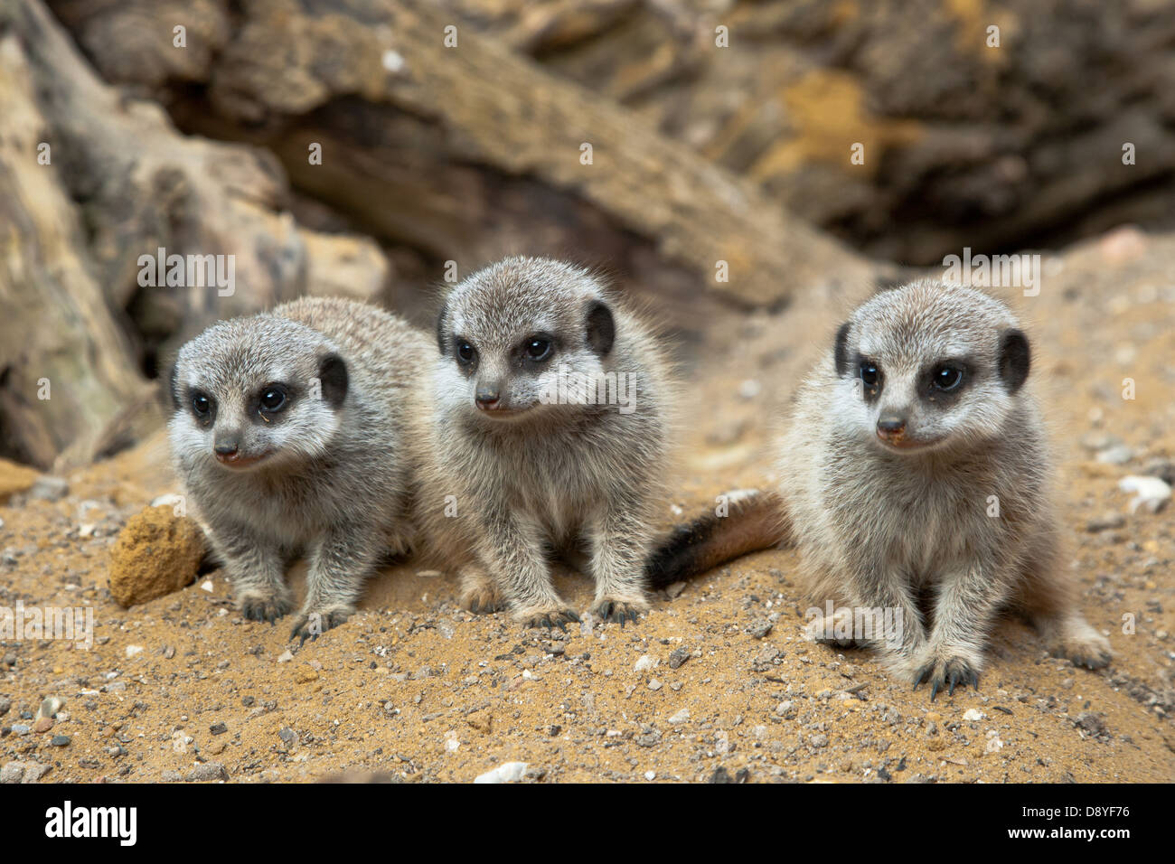 Eine Gruppe von jungen Erdmännchen (Suricata Suricatta) in Gefangenschaft im Port Lympne Wild Animal Park Stockfoto