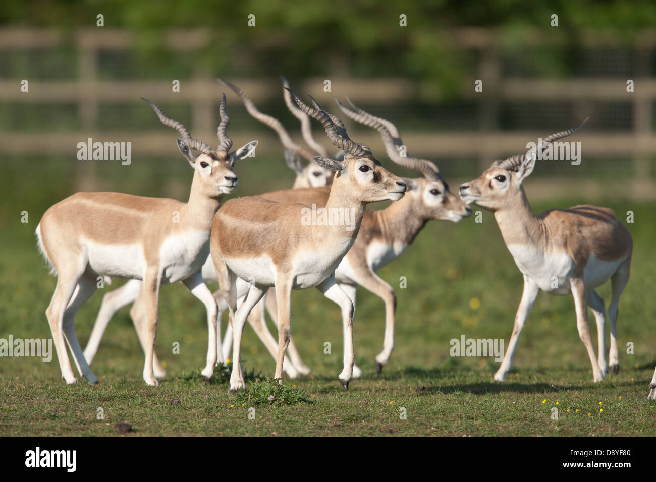 Eine Gruppe von Gefangenen unreife männliche balckbuck Stockfoto