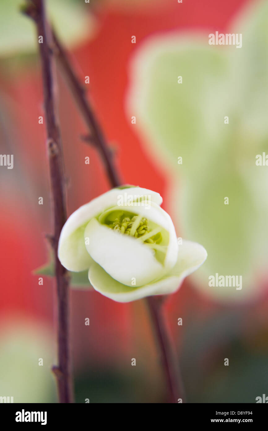 Eine weiße Christrose, close-up. Stockfoto