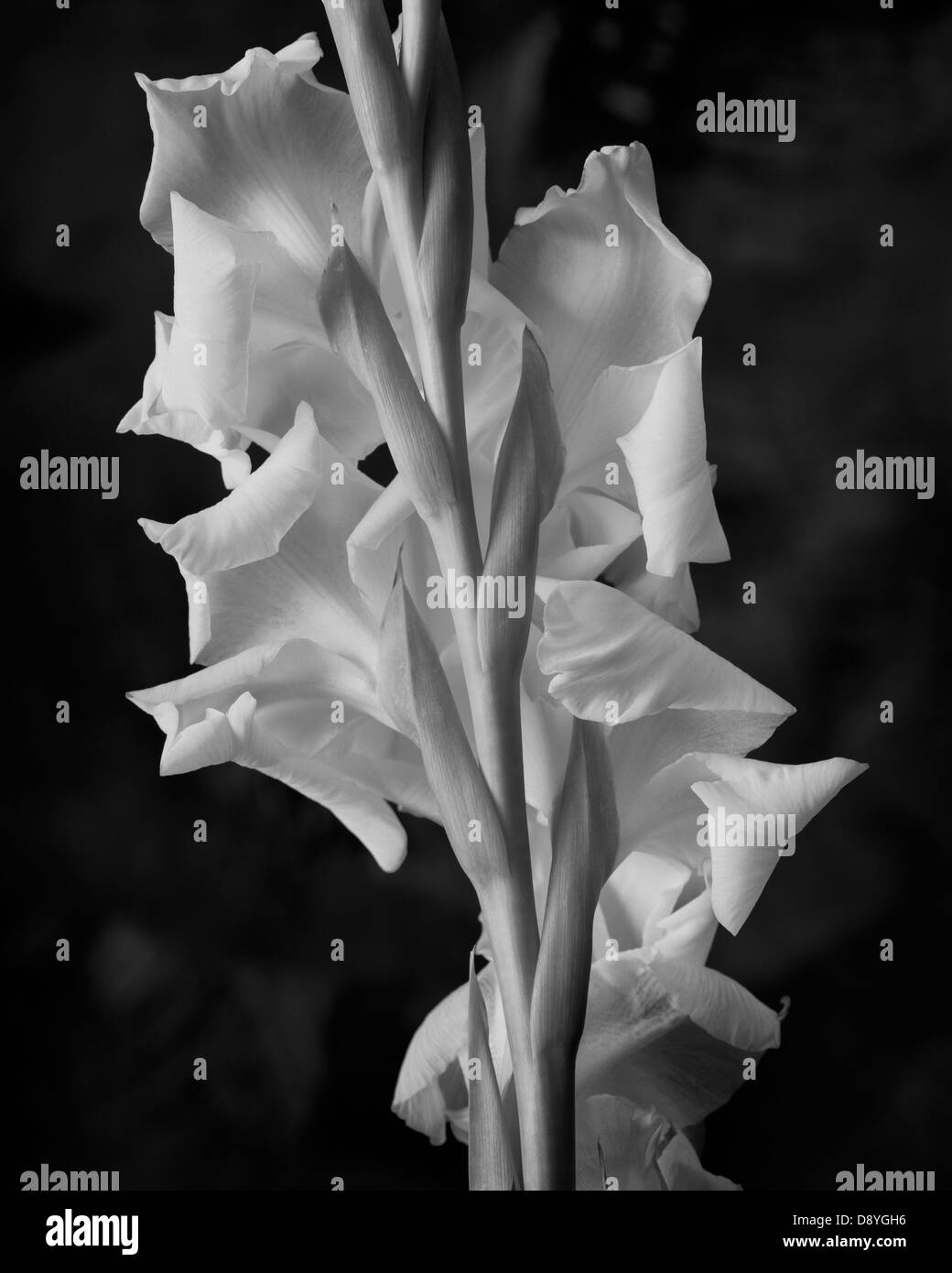 Einen einzigen Stamm Gladiolus Communis oder Schwertlilie, fotografiert von der Rückseite des Schafts. Stockfoto