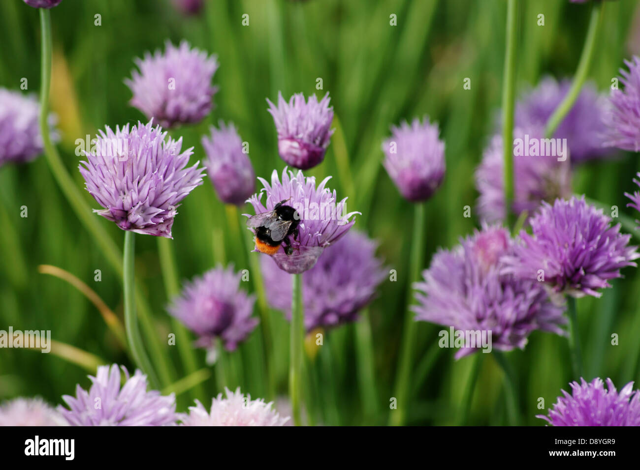 Hummel und Schnittlauch Stockfoto