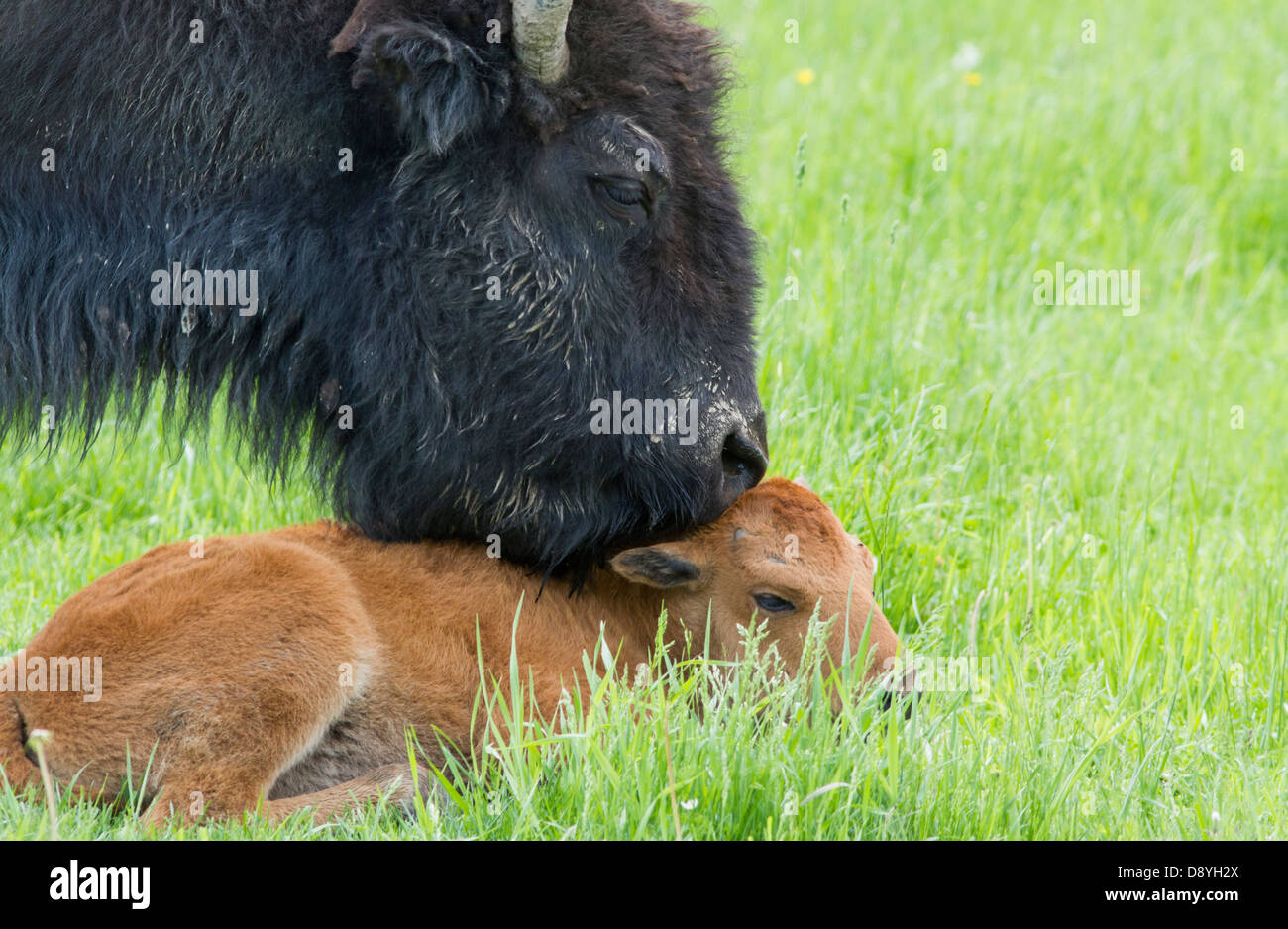 Amerikanische Bisons (Bison Bison) weiblichen Neugeborenen Kalb in der Prärie Stockfoto