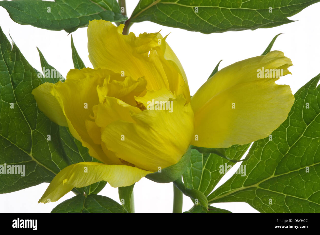 Kaukasische Pfingstrose (Paeonia Mlokosewitschii) Blume und Blätter auf