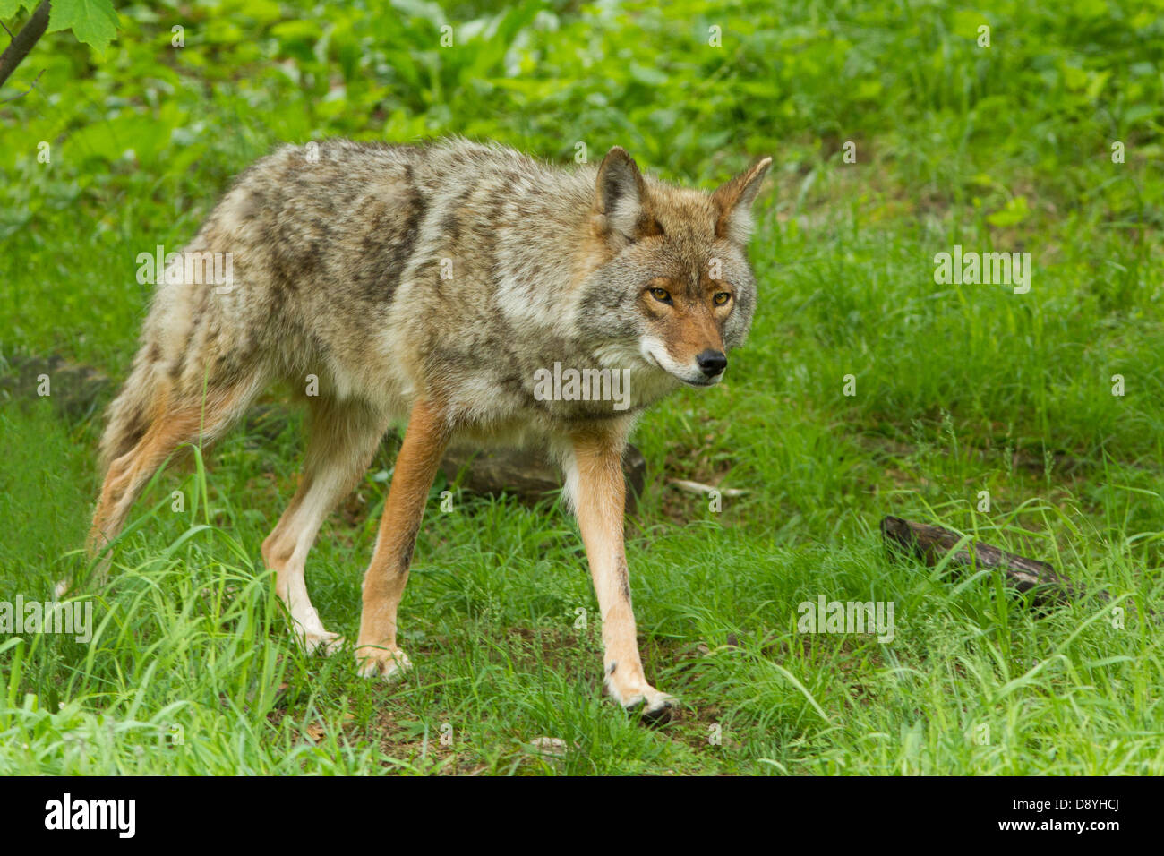 Coyote alpha-Männchen im Frühjahr. Stockfoto