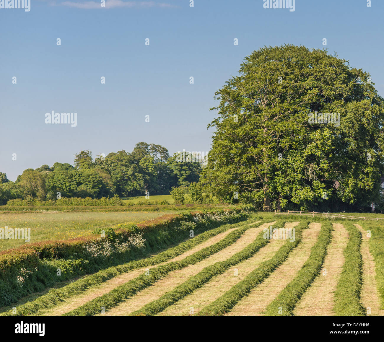 Feld gemäht um Silage zu machen Stockfoto