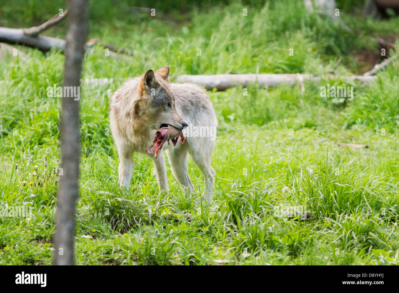 Timber Wolf (Canis Lupus) mit Beute im Wald Stockfoto