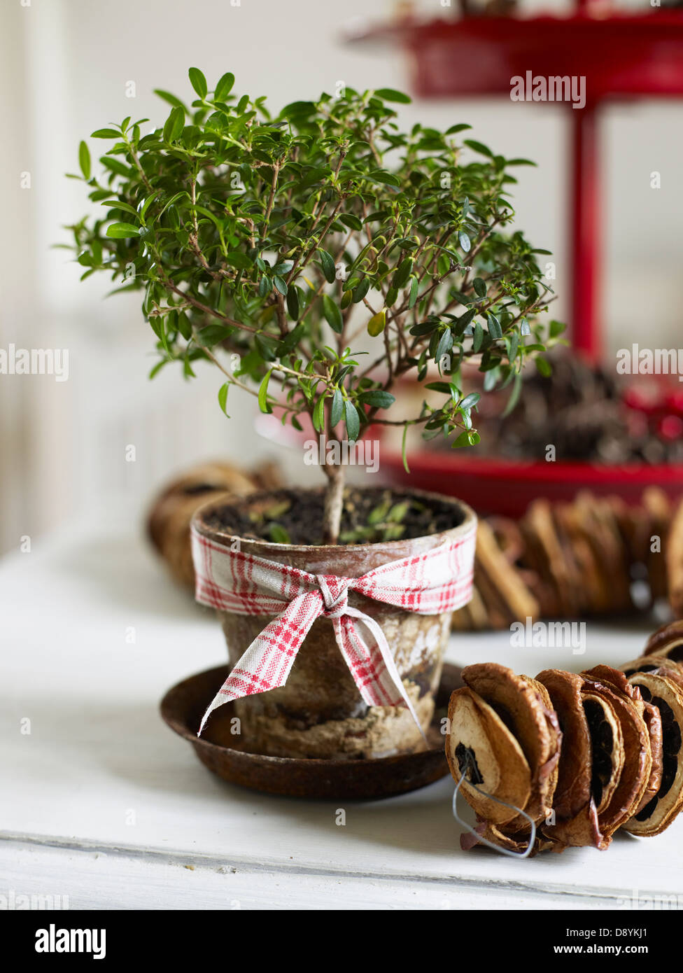 Topfpflanze und getrocknete Früchte Stockfoto