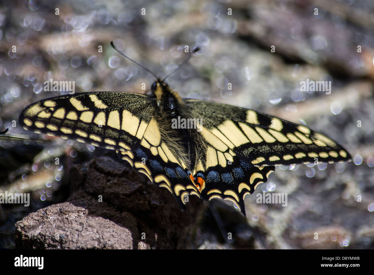 Schmetterling, Schönheit, bunte, Frühling, gelb, blau, wild, Canmore, Banff, Alberta, Kanada Stockfoto