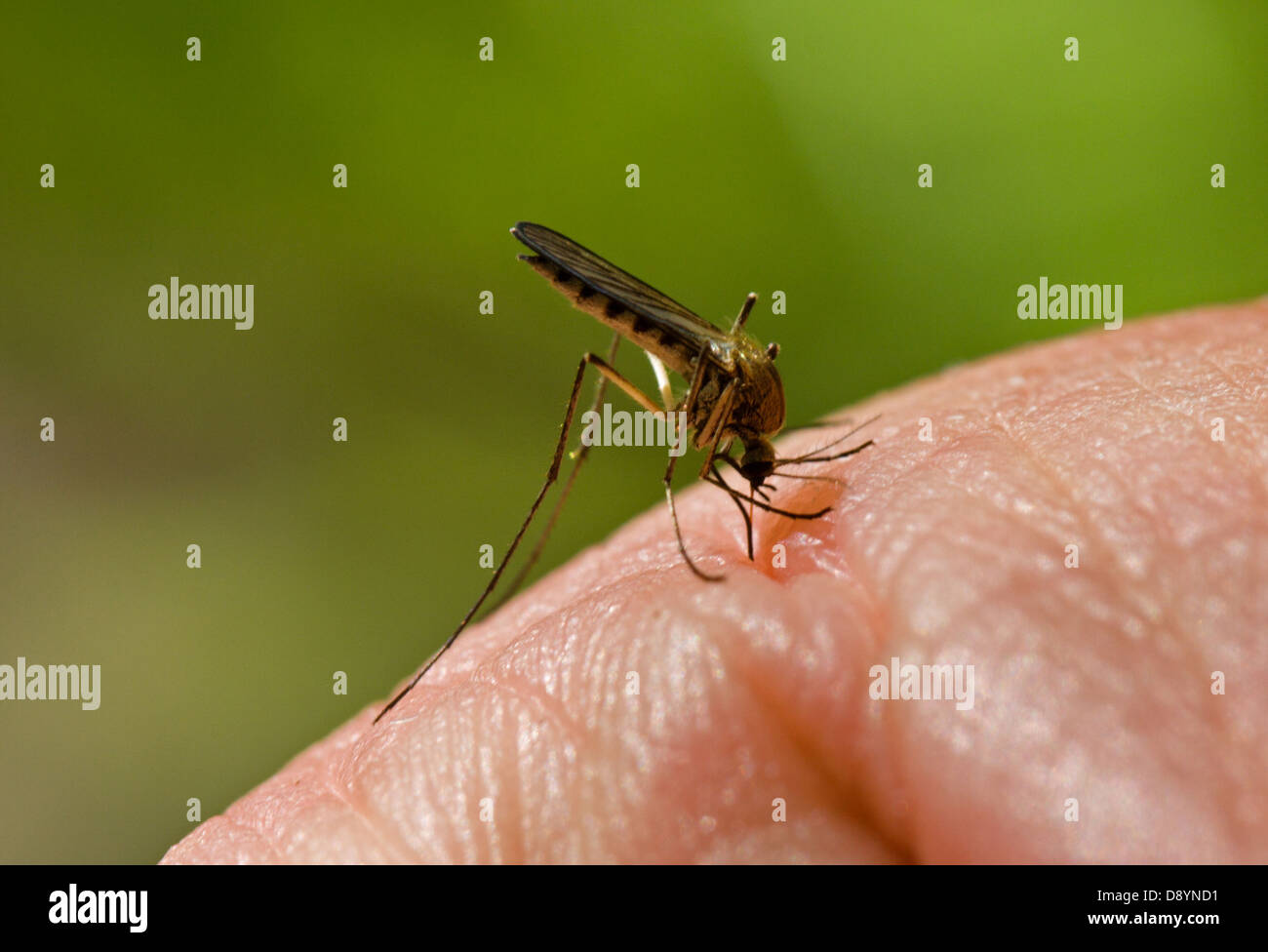 Blutsaugendes Insekt Stockfotos Und bilder Kaufen Alamy blutsaugendes-insekt-stockfotos-und-bilder-kaufen-alamy
