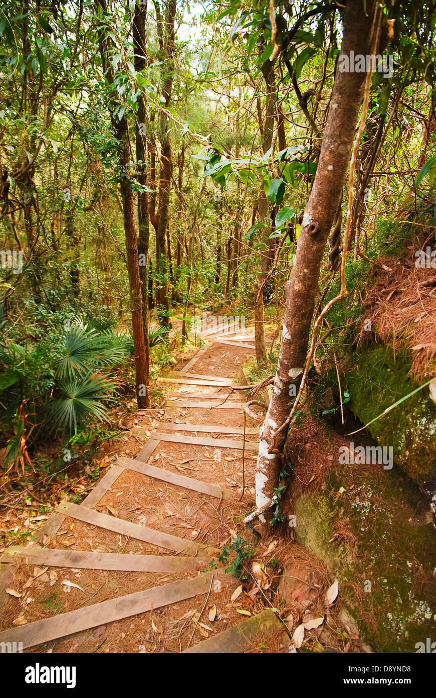 Palm Beach Hinterland Sydney suburban Gum Tree Forest Stockfoto