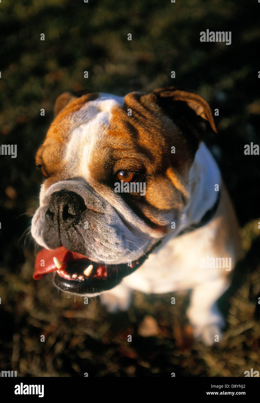 Nahaufnahme der sitzende Bulldogge Stockfoto