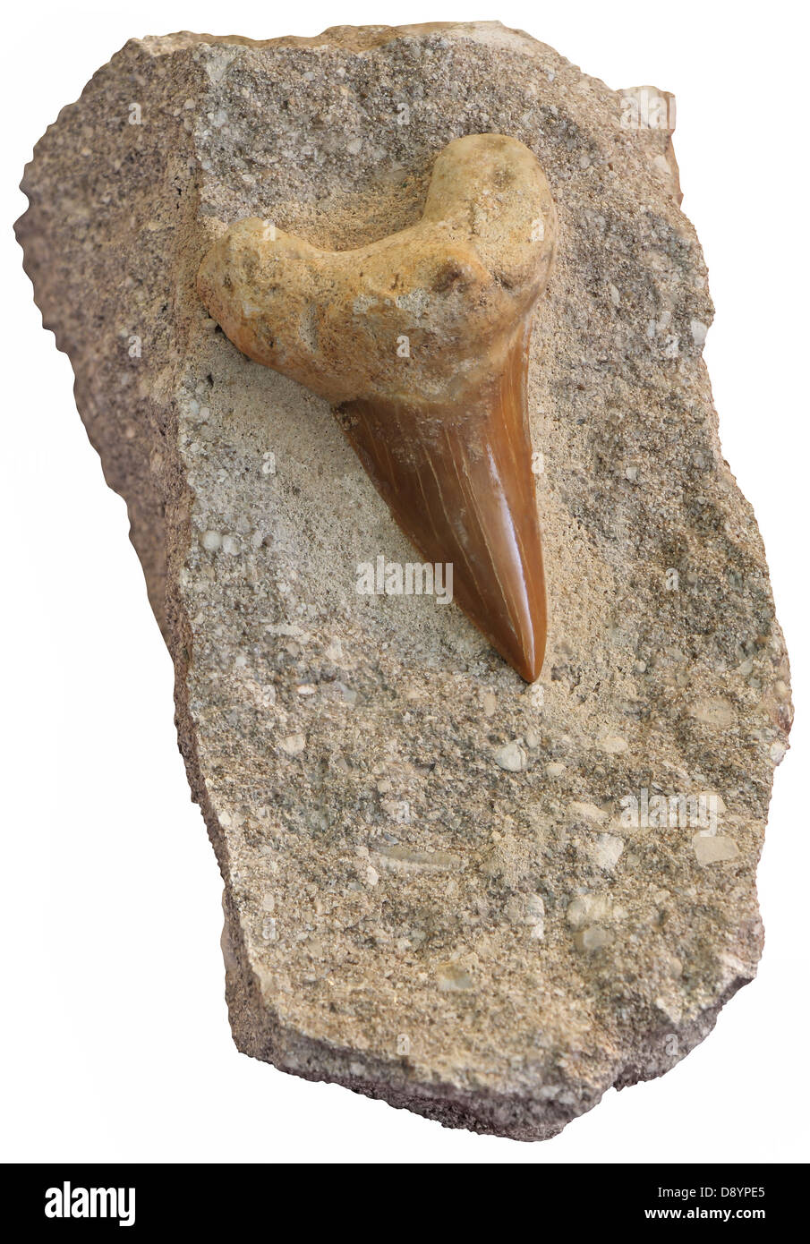 Versteinerte Haifischzähne isoliert auf weißem Hintergrund Stockfoto