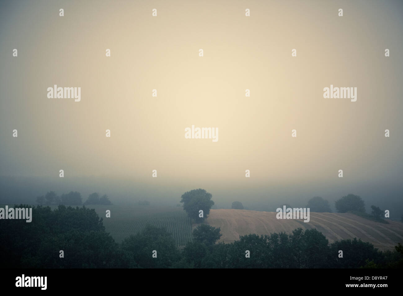 Bäume im nebligen Felder Stockfoto