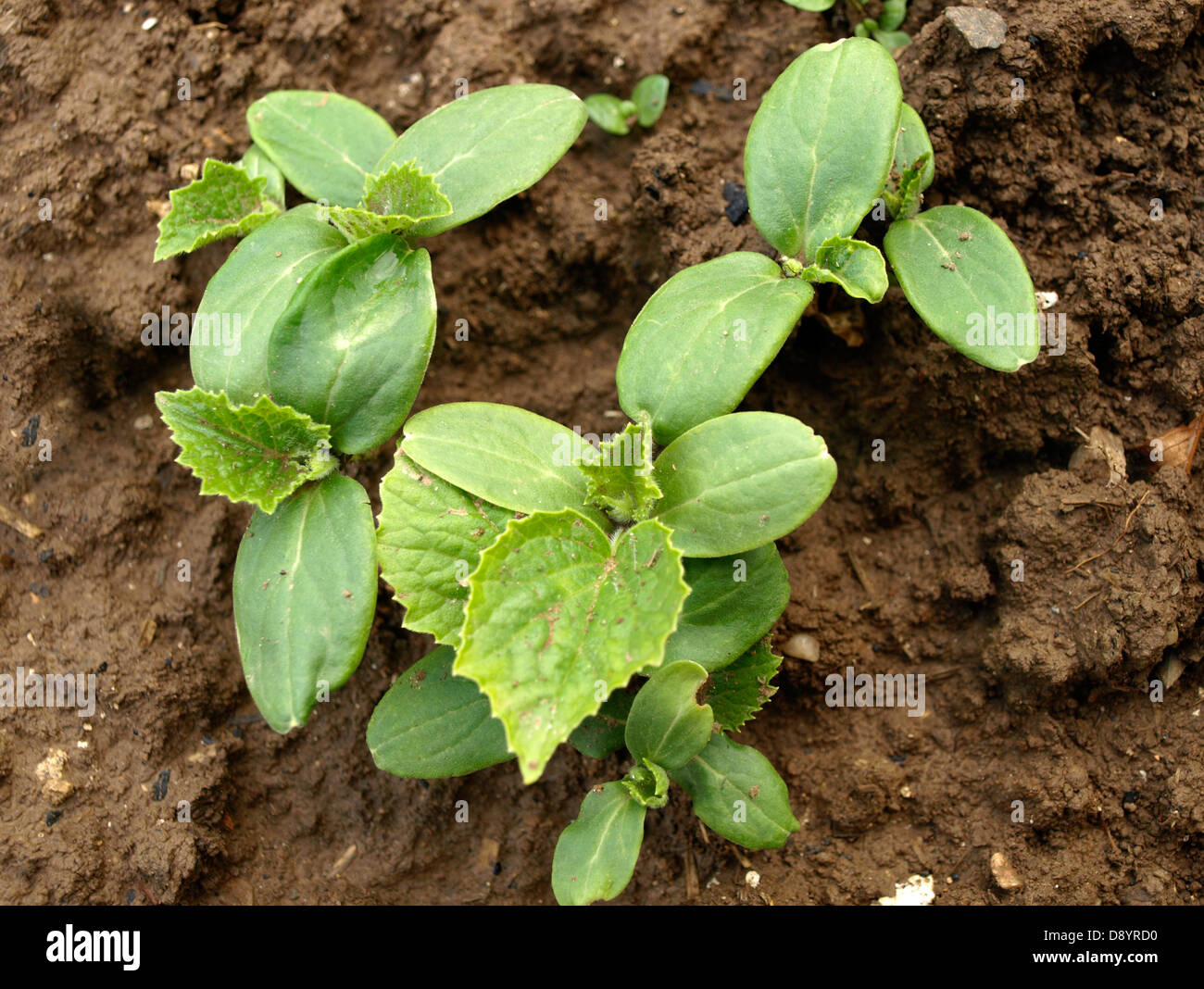 Die Gurke (Cucumis Sativus) Pflanze vor der Blüte, Bio, Gartenarbeit, Gurke Cultiviation, junger Gurkenpflanzen, Keimblätter Stockfoto