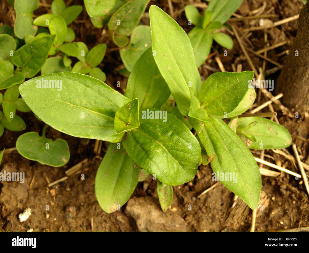 Zinnie vor der Blüte, junge Zinnie Pflanzen Stockfoto