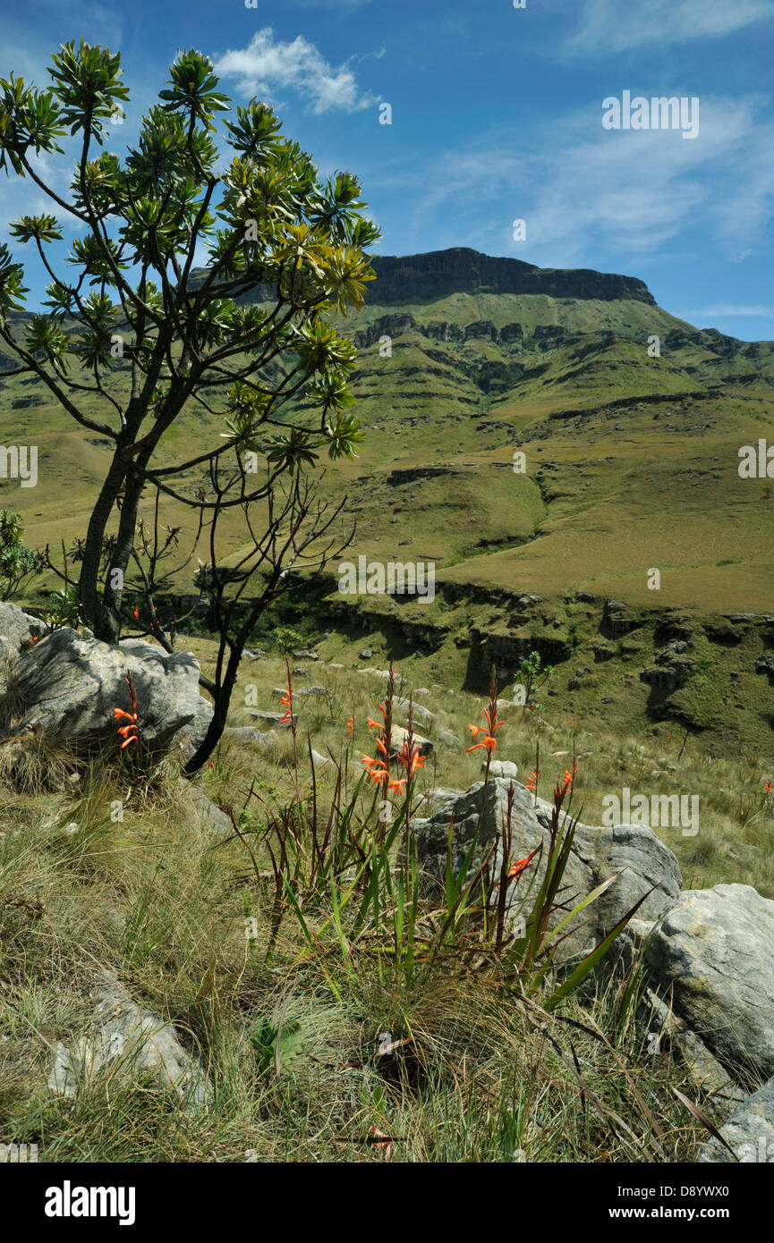 Das Protea Caffra Baum und Melbourne Pillansii Blumen in Bergen bei Sani Pass Southern Drakensberg KwaZulu-Natal South Africa Stockfoto