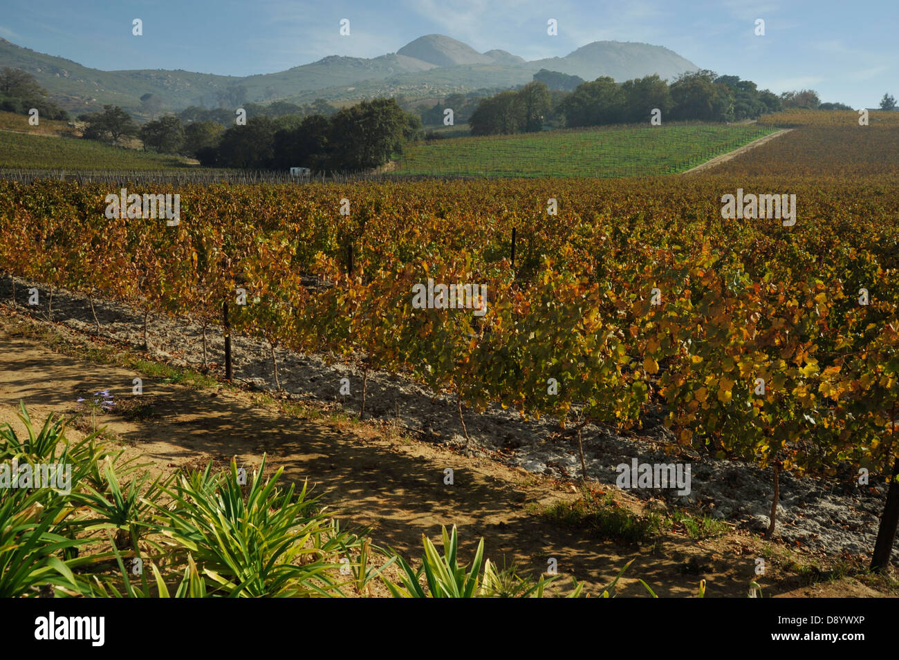 Rote und goldene Blätter auf Reben Herbst Weinberg von Laborie wine Estate Paarl Western Cape Südafrika reisen Landschaften Stockfoto