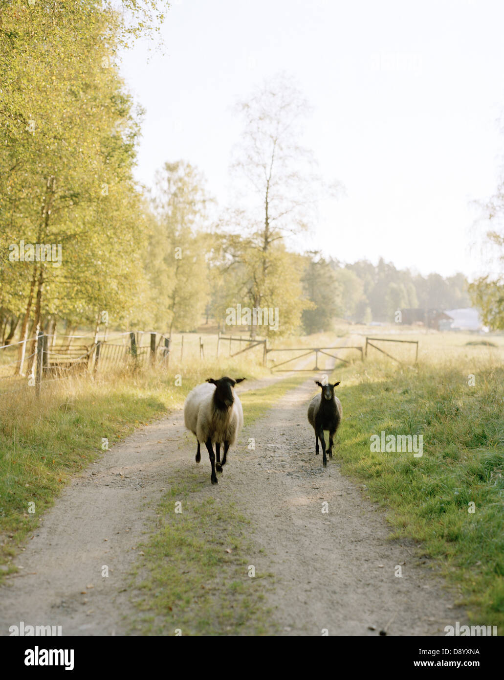 Zwei Schafe auf einer Landstraße. Stockfoto