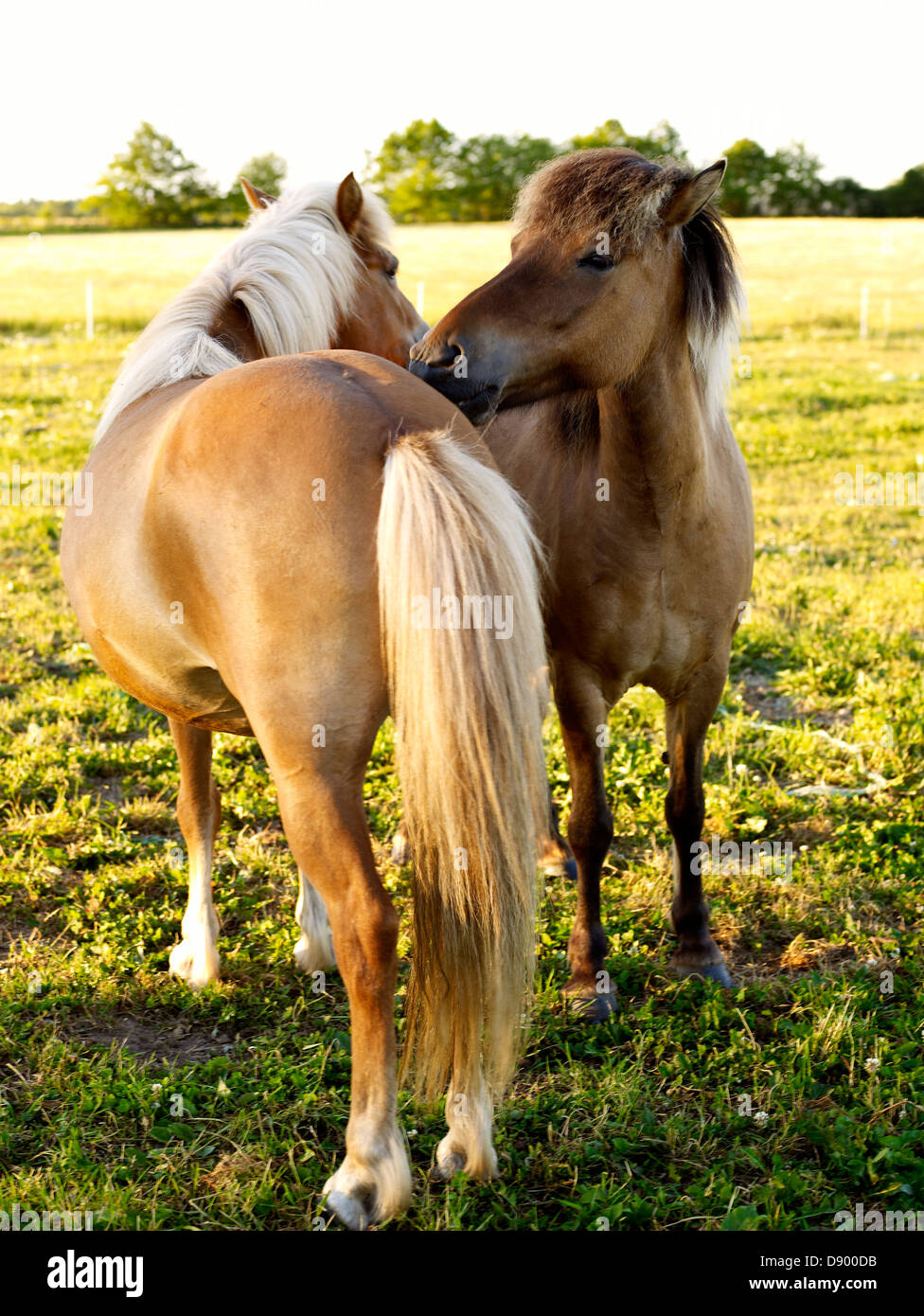 Zwei Pferde auf einer Weide. Stockfoto