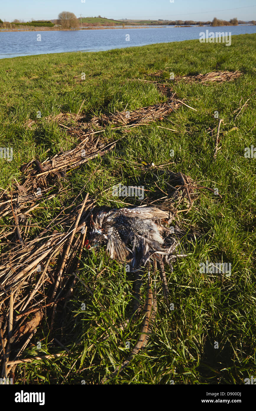 Ein Fasane, der nach heftigem Winterregen am Parrett bei Martock in den Somerset-Ebenen, Somerset, Großbritannien, durch Überschwemmungen getötet wurde. Stockfoto