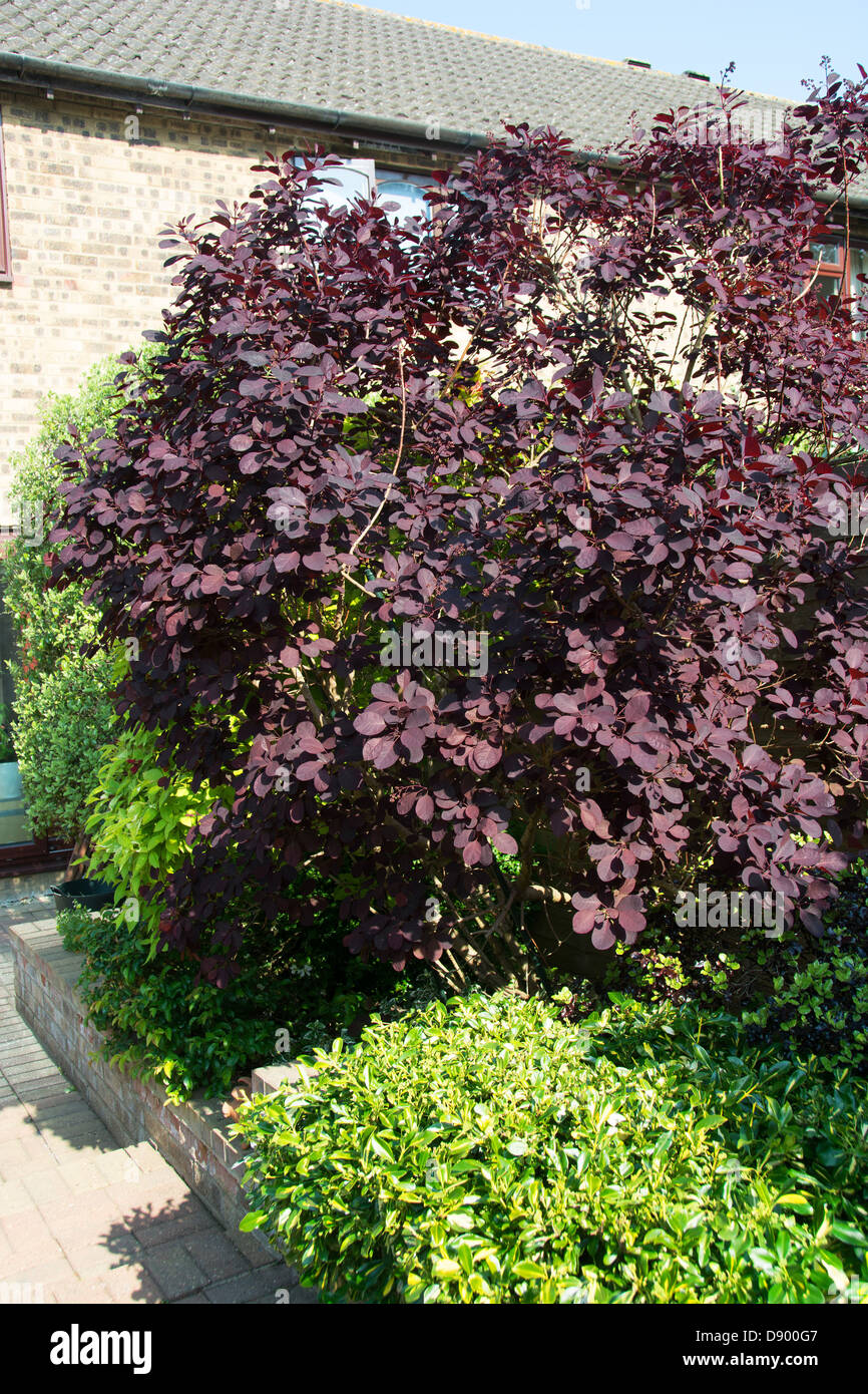 Eine Reife Royal Purple Smoke Bush (Cotinus Coggygria) wächst an einem sonnigen Standort in einem englischen Garten. Stockfoto