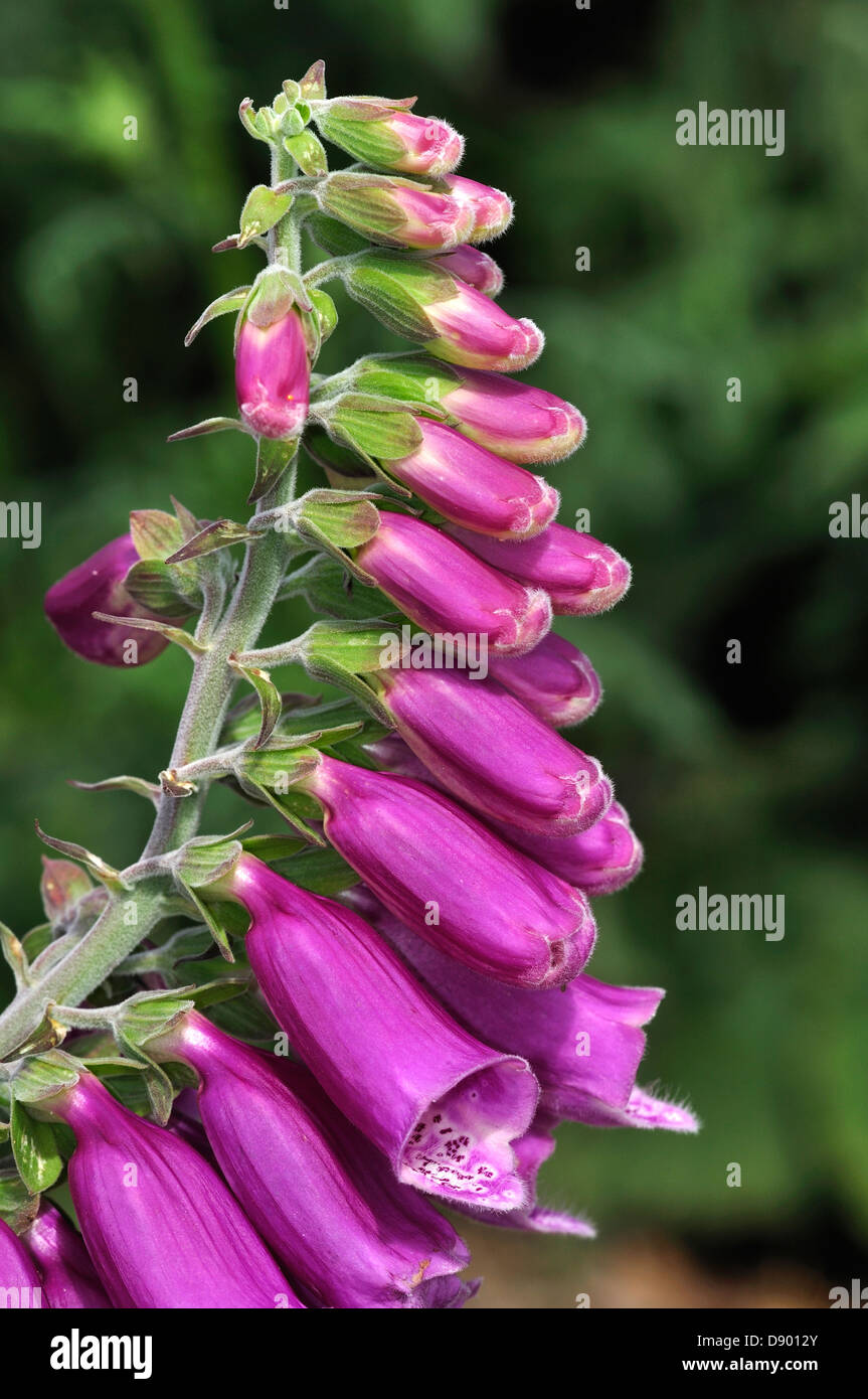 Eine Blume lila Fingerhut Stockfoto