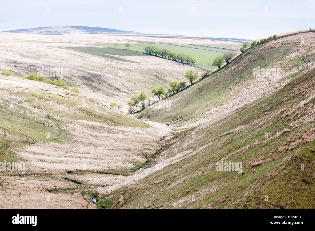 Baumreihen konvergieren in einem Tal, Exmoor National Park, UK. Stockfoto