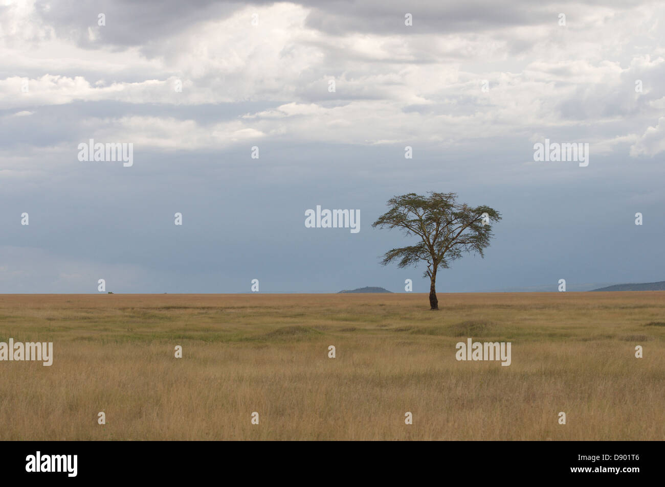 Ein einsamer Baum auf eine große Wiese auf eine afrikanische Savanne. Stockfoto