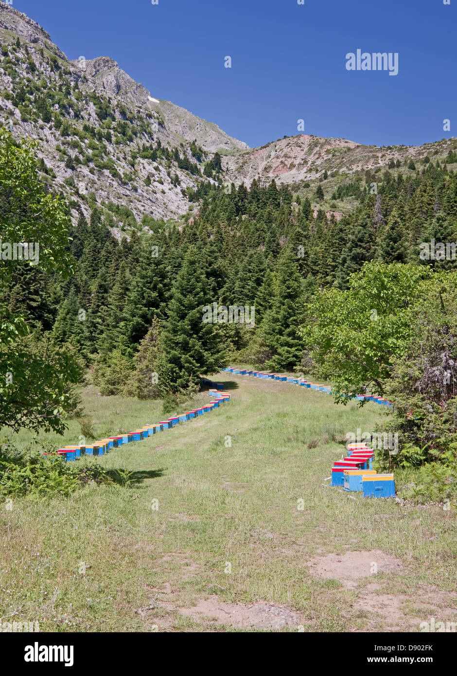 Linien von Bienenstöcken in einen Waldweg von Bardousia Berg, Zentralgriechenland Stockfoto