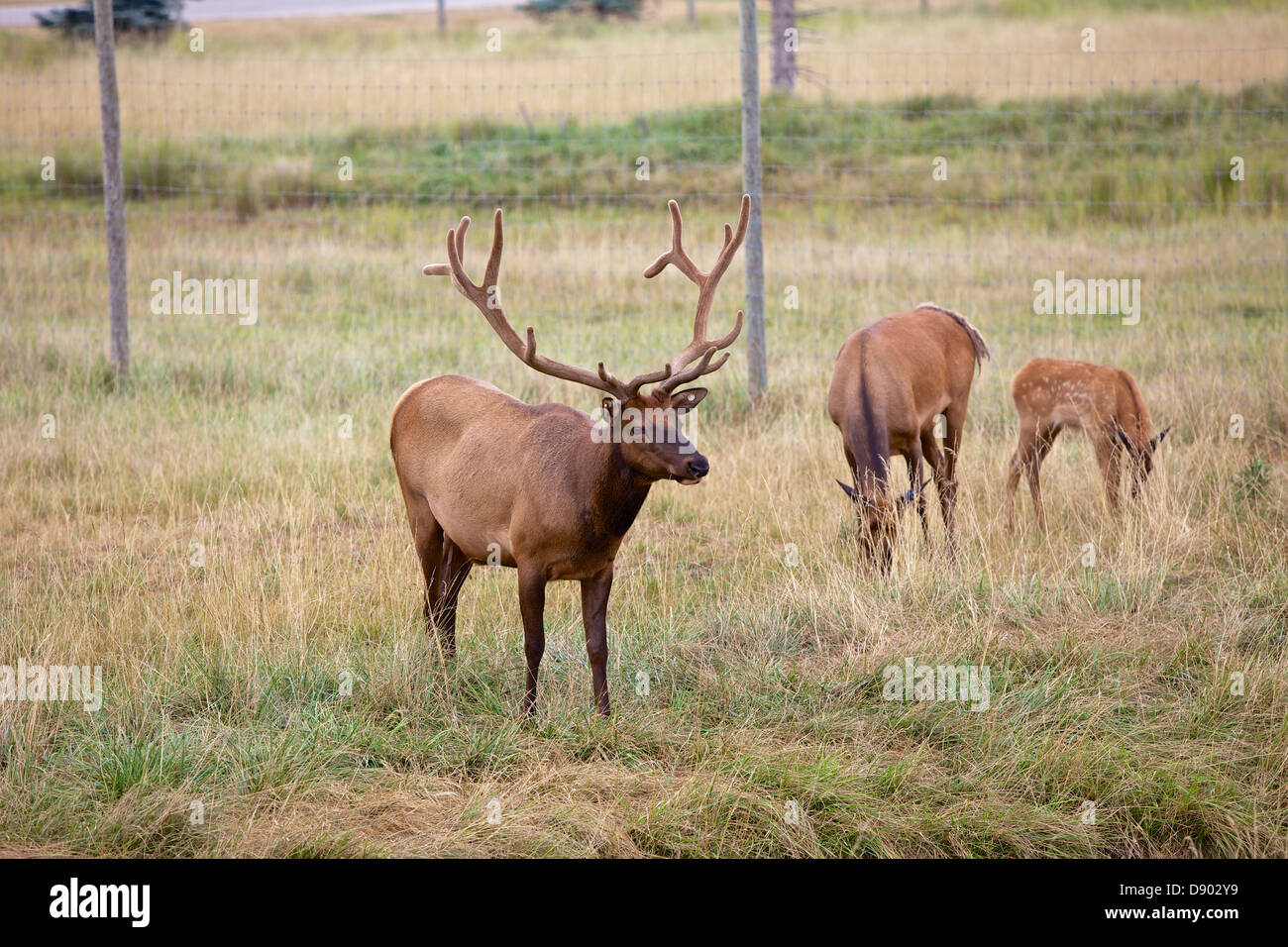 Rocky Mountain Elk im Outdoor-Discovery Center in Holland, Michigan, USA Stockfoto